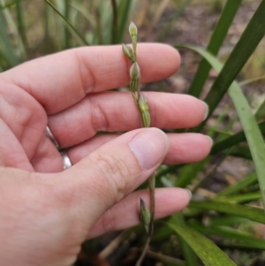 Thelymitra sp. at QPRC LGA - suppressed