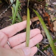 Thelymitra sp. at QPRC LGA - suppressed