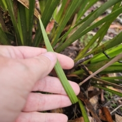 Thelymitra sp. at QPRC LGA - suppressed