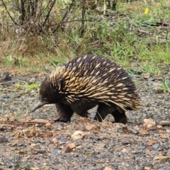 Tachyglossus aculeatus (Short-beaked Echidna) at Farringdon, NSW - 9 Nov 2023 by Csteele4