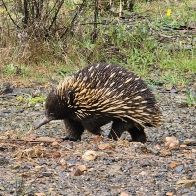 Tachyglossus aculeatus (Short-beaked Echidna) at Tallaganda State Forest - 9 Nov 2023 by Csteele4