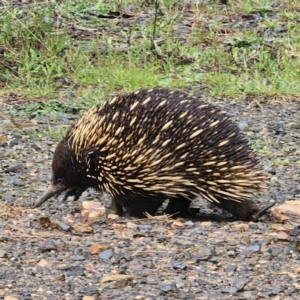 Tachyglossus aculeatus at QPRC LGA - 9 Nov 2023 01:14 PM