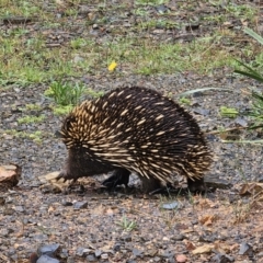 Tachyglossus aculeatus at QPRC LGA - 9 Nov 2023 01:14 PM