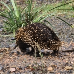 Tachyglossus aculeatus at QPRC LGA - 9 Nov 2023 01:14 PM