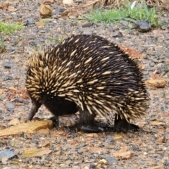 Tachyglossus aculeatus at QPRC LGA - 9 Nov 2023 01:14 PM