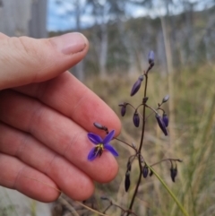 Dianella revoluta var. revoluta (Black-Anther Flax Lily) at Bungendore, NSW - 8 Nov 2023 by clarehoneydove