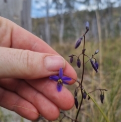 Dianella revoluta var. revoluta at QPRC LGA - suppressed