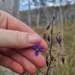 Dianella revoluta var. revoluta at QPRC LGA - suppressed