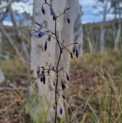 Dianella revoluta var. revoluta at QPRC LGA - suppressed