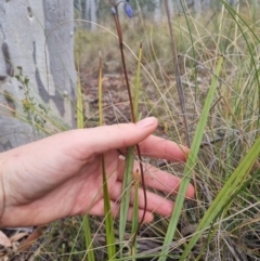 Dianella revoluta var. revoluta at QPRC LGA - suppressed