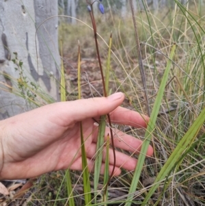 Dianella revoluta var. revoluta at QPRC LGA - 8 Nov 2023