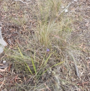 Dianella revoluta var. revoluta at QPRC LGA - suppressed