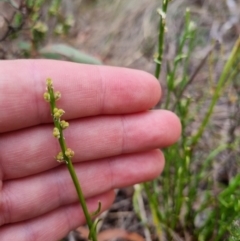 Stackhousia monogyna (Creamy Candles) at Bungendore, NSW - 8 Nov 2023 by clarehoneydove