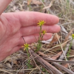 Pimelea curviflora var. sericea (Curved Riceflower) at QPRC LGA - 8 Nov 2023 by clarehoneydove