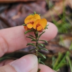 Pultenaea subspicata (Low Bush-pea) at Tallaganda State Forest - 9 Nov 2023 by Csteele4