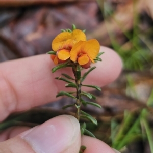 Pultenaea subspicata at QPRC LGA - 9 Nov 2023 02:24 PM