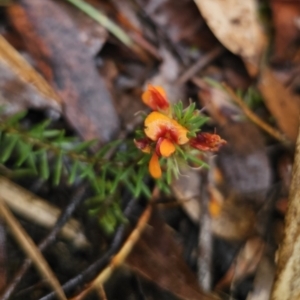 Pultenaea subspicata at QPRC LGA - 9 Nov 2023 02:24 PM