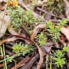 Pultenaea subspicata at QPRC LGA - 9 Nov 2023 02:24 PM