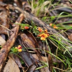 Pultenaea subspicata at QPRC LGA - 9 Nov 2023 02:24 PM