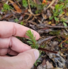 Pultenaea subspicata at QPRC LGA - 9 Nov 2023 02:24 PM