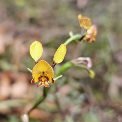 Diuris semilunulata (Late Leopard Orchid) at QPRC LGA - 9 Nov 2023 by Csteele4
