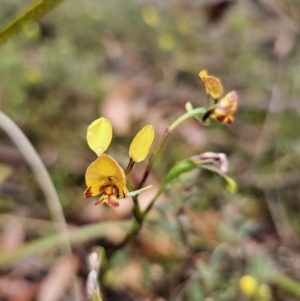 Diuris semilunulata at QPRC LGA - 9 Nov 2023