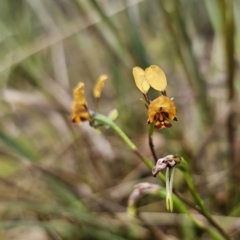 Diuris semilunulata at QPRC LGA - 9 Nov 2023