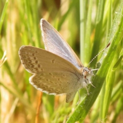 Zizina otis (Common Grass-Blue) at Sullivans Creek, Turner - 8 Nov 2023 by ConBoekel