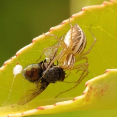 Oxyopes (genus) (Lynx spider) at Haig Park - 9 Nov 2023 by ConBoekel