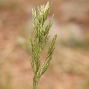 Bromus catharticus at Haig Park - 9 Nov 2023