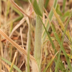 Bromus catharticus at Haig Park - 9 Nov 2023