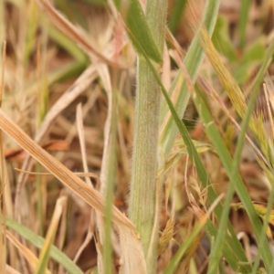 Bromus catharticus at Haig Park - 9 Nov 2023 09:04 AM