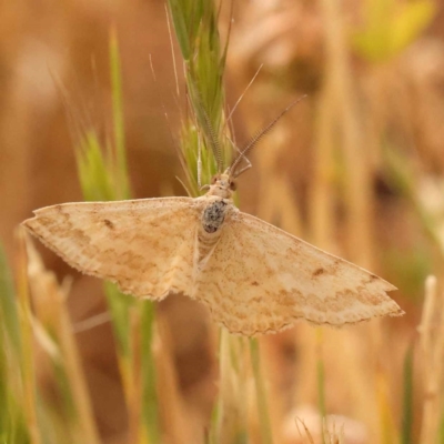 Scopula rubraria (Reddish Wave, Plantain Moth) at Sullivans Creek, Turner - 8 Nov 2023 by ConBoekel