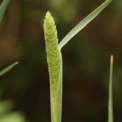 Phalaris aquatica (Phalaris, Australian Canary Grass) at Turner, ACT - 8 Nov 2023 by ConBoekel