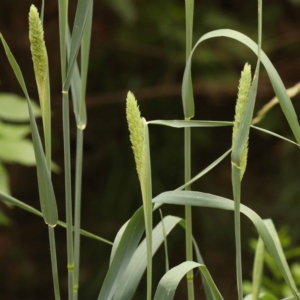 Phalaris aquatica at Haig Park - 9 Nov 2023 09:24 AM