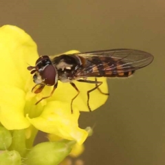 Simosyrphus grandicornis (Common hover fly) at Sullivans Creek, Turner - 8 Nov 2023 by ConBoekel