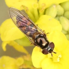 Simosyrphus grandicornis at Haig Park - 9 Nov 2023