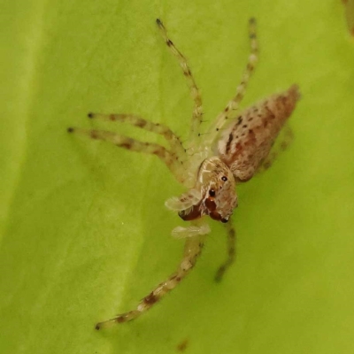 Helpis minitabunda (Threatening jumping spider) at Haig Park - 8 Nov 2023 by ConBoekel