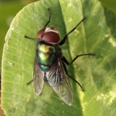 Chrysomya sp. (genus) (A green/blue blowfly) at Haig Park - 8 Nov 2023 by ConBoekel