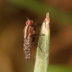 Sapromyza mallochiana (A lauxaniid fly) at Sullivans Creek, Turner - 8 Nov 2023 by ConBoekel