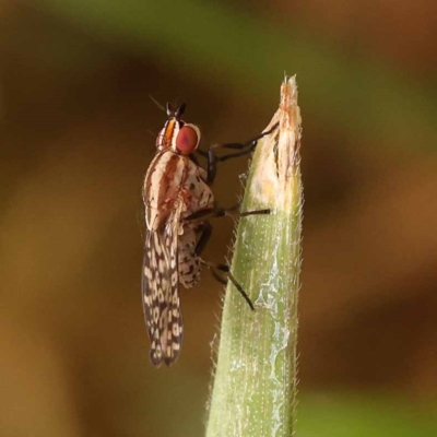 Sapromyza mallochiana (A lauxaniid fly) at Haig Park - 8 Nov 2023 by ConBoekel