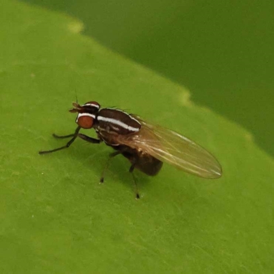 Poecilohetaerus aquilus (A lauxaniid fly) at Haig Park - 8 Nov 2023 by ConBoekel