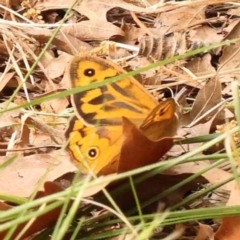 Heteronympha merope (Common Brown Butterfly) at Turner, ACT - 8 Nov 2023 by ConBoekel