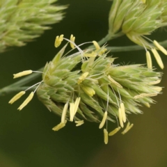 Dactylis glomerata (Cocksfoot) at Sullivans Creek, Turner - 8 Nov 2023 by ConBoekel