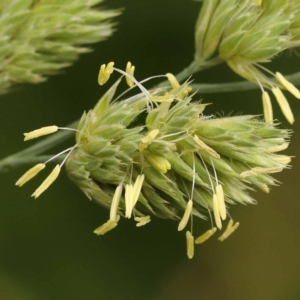 Dactylis glomerata at City Renewal Authority Area - 9 Nov 2023 09:24 AM