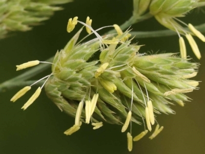 Dactylis glomerata (Cocksfoot) at City Renewal Authority Area - 9 Nov 2023 by ConBoekel