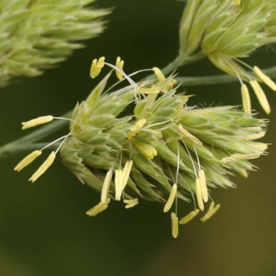 Dactylis glomerata (Cocksfoot) at Haig Park - 8 Nov 2023 by ConBoekel