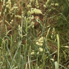 Dactylis glomerata at City Renewal Authority Area - 9 Nov 2023 09:24 AM