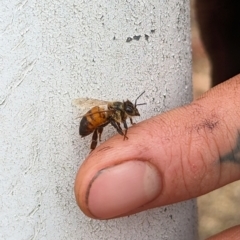 Apis mellifera (European honey bee) at Bruce, ACT - 9 Nov 2023 by rbannister