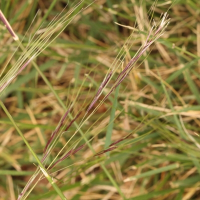 Nassella neesiana (Chilean Needlegrass) at City Renewal Authority Area - 8 Nov 2023 by ConBoekel